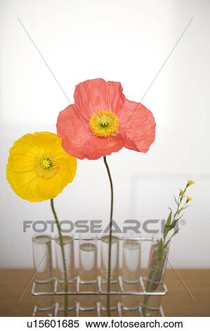 Poppy flowers View Large Photo Image Stock Photography - Poppy flowers. Fotosearch