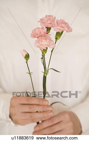 Young woman holding carnation View Large Photo Image Stock Photo - Young woman holding carnation. Fotosearch