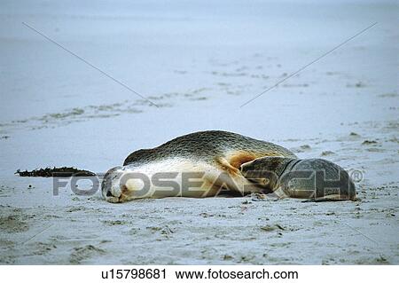 A baby sea lion drinking milk from its mother View Large Photo Image Stock Image - A baby sea lion drinking milk from its mother. Fotosearch