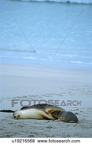 Stock Photo - A baby sea lion drinking milk from its mother. Fotosearch