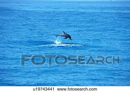 Stock Image - A dolphin jumping out of surface of the ocean. Fotosearch