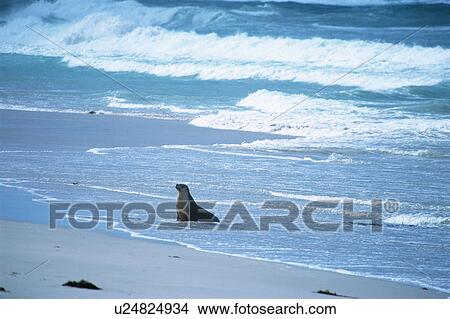 A sea lion at beach View Large Photo Image Picture - A sea lion at beach. Fotosearch