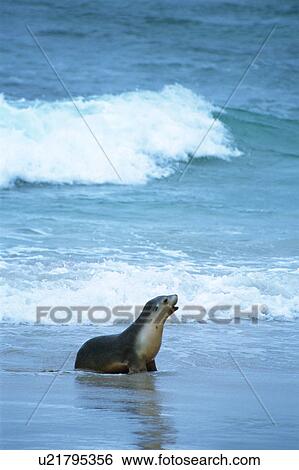 Stock Photograph - A sea lion at seashore, Australia. Fotosearch