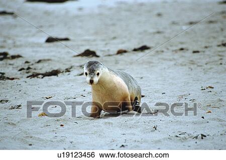 Stock Photograph - A sea lion crawls at seashore, Australia. Fotosearch