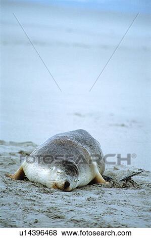 Stock Photo - A sea lion lying at beach, Australia. Fotosearch