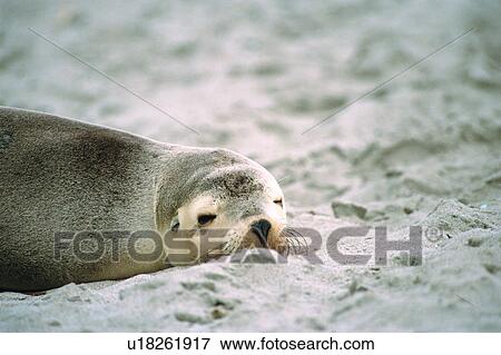 A sea lion sleeping on sand beach View Large Photo Image Stock Photo - A sea lion sleeping on sand beach. Fotosearch