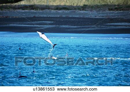 A spectacular view of a dolphin jumping out of surface of the ocean View Large Photo Image Stock Image - A spectacular view of a dolphin jumping out of surface of the ocean. Fotosearch