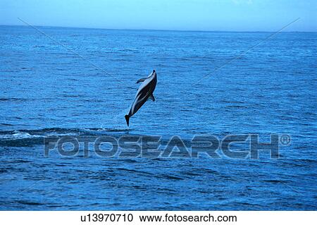 Stock Image - A spectacular view of a dolphin jumping out of surface of the ocean. Fotosearch