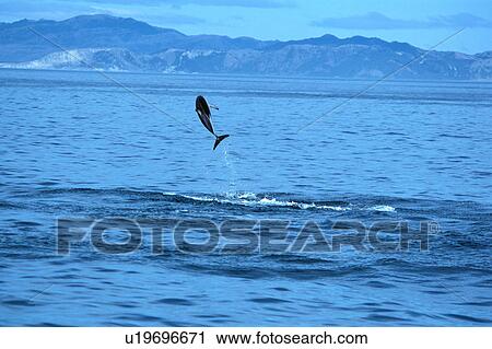 Stock Image - A spectacular view of a dolphin jumping out of surface of the ocean. Fotosearch