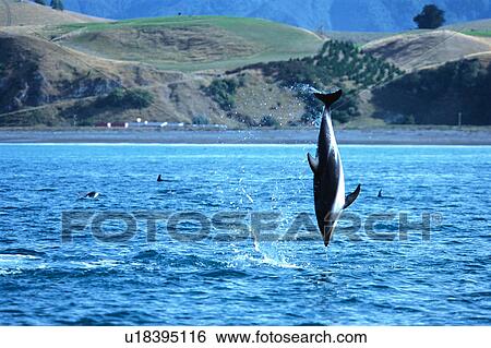 Stock Photograph - A spectacular view of a dolphin jumping out of surface of the ocean. Fotosearch