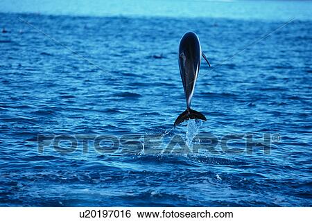 Stock Photograph - A spectacular view of a dolphin jumping out of surface of the ocean. Fotosearch