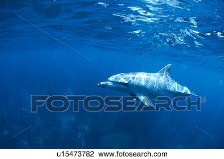 A spectacular view of dolphin swimming underwater View Large Photo Image Stock Image - A spectacular view of dolphin swimming underwater. Fotosearch