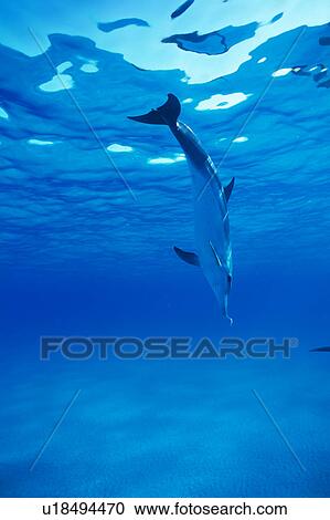 Stock Image - A spectacular view of dolphin swimming underwater. Fotosearch