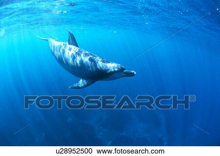 Stock Image - A spectacular view of dolphin swimming underwater. Fotosearch