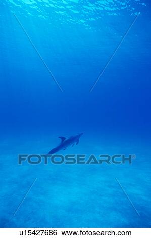 A spectacular view of dolphin swimming underwater View Large Photo Image Stock Photograph - A spectacular view of dolphin swimming underwater. Fotosearch