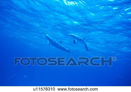 Stock Image - A spectacular view of dolphins swimming underwater. Fotosearch