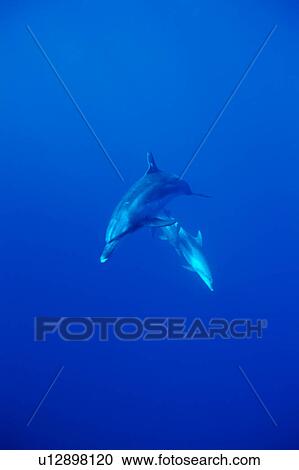 Stock Image - A spectacular view of dolphins swimming underwater. Fotosearch