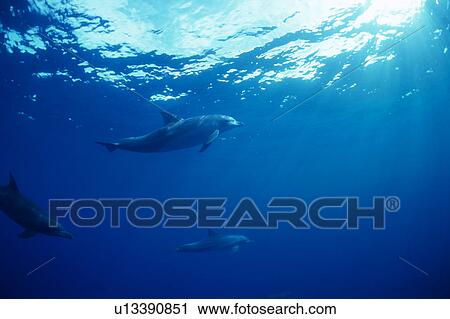 A spectacular view of dolphins swimming underwater View Large Photo Image Stock Image - A spectacular view of dolphins swimming underwater. Fotosearch