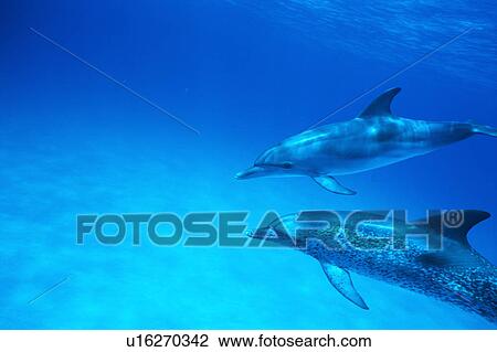 A spectacular view of dolphins swimming underwater View Large Photo Image Stock Image - A spectacular view of dolphins swimming underwater. Fotosearch
