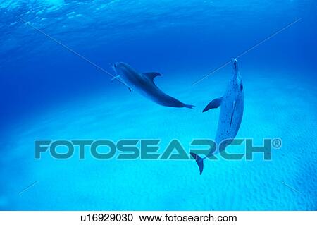 Stock Image - A spectacular view of dolphins swimming underwater. Fotosearch