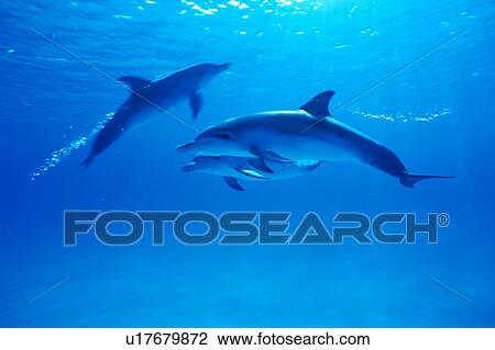 A spectacular view of dolphins swimming underwater View Large Photo Image Stock Image - A spectacular view of dolphins swimming underwater. Fotosearch