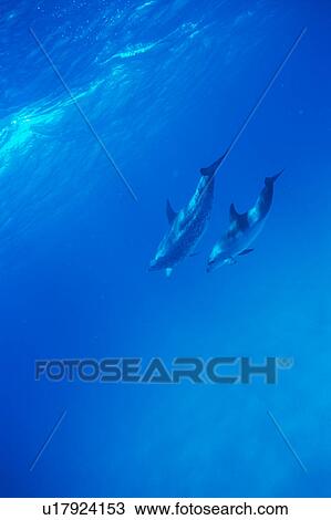 Stock Image - A spectacular view of dolphins swimming underwater. Fotosearch