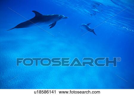 Stock Image - A spectacular view of dolphins swimming underwater. Fotosearch