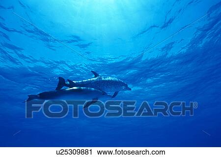 A spectacular view of dolphins swimming underwater View Large Photo Image Stock Image - A spectacular view of dolphins swimming underwater. Fotosearch