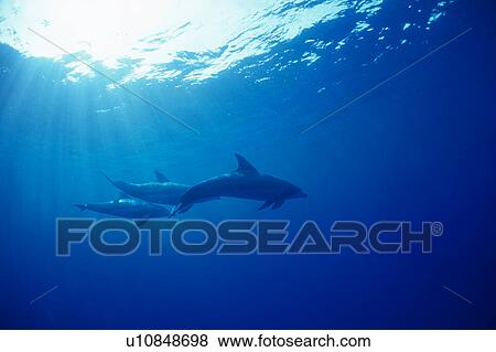 A spectacular view of dolphins swimming underwater View Large Photo Image Stock Photo - A spectacular view of dolphins swimming underwater. Fotosearch