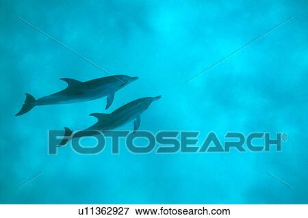 A spectacular view of dolphins swimming underwater View Large Photo Image Stock Photo - A spectacular view of dolphins swimming underwater. Fotosearch