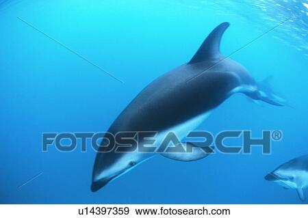 Stock Photo - A spectacular view of dolphins swimming underwater. Fotosearch