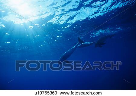 Stock Photo - A spectacular view of dolphins swimming underwater. Fotosearch