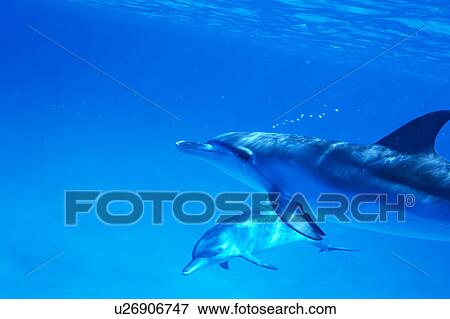 A spectacular view of dolphins swimming underwater View Large Photo Image Stock Photo - A spectacular view of dolphins swimming underwater. Fotosearch