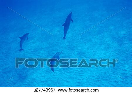 A spectacular view of dolphins swimming underwater View Large Photo Image Stock Photo - A spectacular view of dolphins swimming underwater. Fotosearch