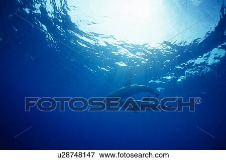 Stock Photo - A spectacular view of dolphins swimming underwater. Fotosearch