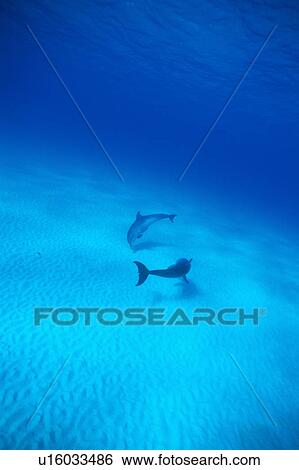 Stock Photograph - A spectacular view of dolphins swimming underwater. Fotosearch