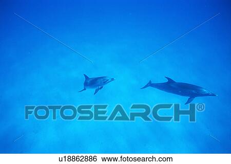 A spectacular view of dolphins swimming underwater View Large Photo Image Stock Photograph - A spectacular view of dolphins swimming underwater. Fotosearch