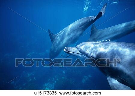 A spectacular view of dolphins swimming underwater View Large Photo Image Stock Photography - A spectacular view of dolphins swimming underwater. Fotosearch