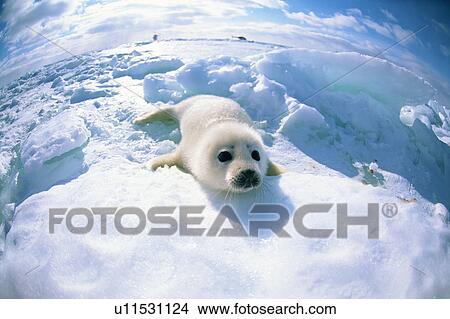 Picture - Baby seal lying on ice. Fotosearch