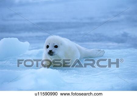 Stock Image - Baby seal lying on ice. Fotosearch