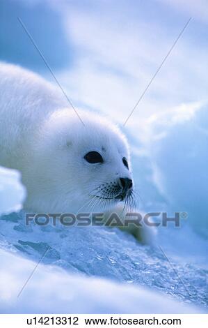 Baby seal lying on ice View Large Photo Image Stock Image - Baby seal lying on ice. Fotosearch