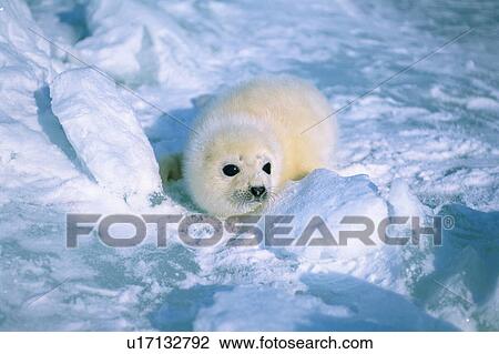 Baby seal lying on ice View Large Photo Image Stock Image - Baby seal lying on ice. Fotosearch