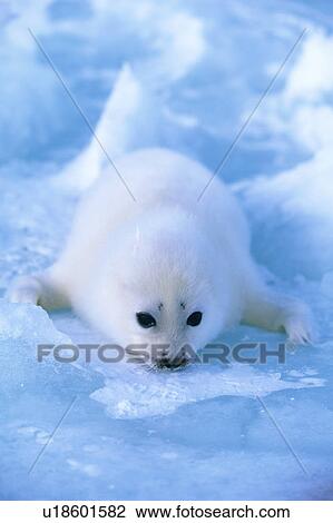 Baby seal lying on ice View Large Photo Image Stock Image - Baby seal lying on ice. Fotosearch