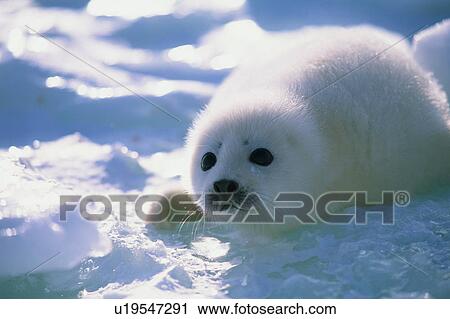 Stock Image - Baby seal lying on ice. Fotosearch