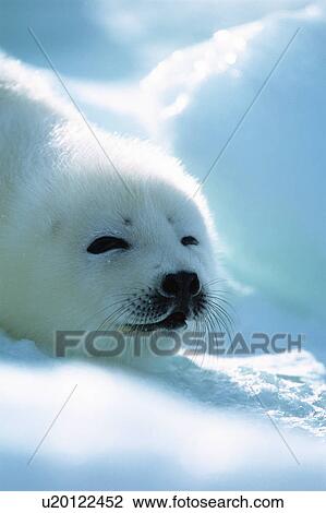 Baby seal lying on ice View Large Photo Image Stock Image - Baby seal lying on ice. Fotosearch