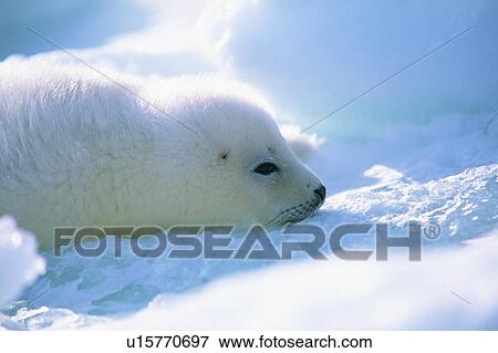 Stock Photo - Baby seal lying on ice. Fotosearch