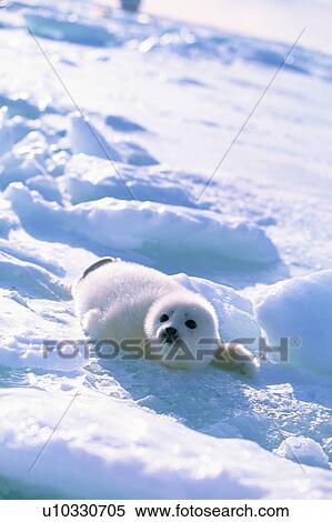 Baby seal lying on ice View Large Photo Image Stock Photography - Baby seal lying on ice. Fotosearch