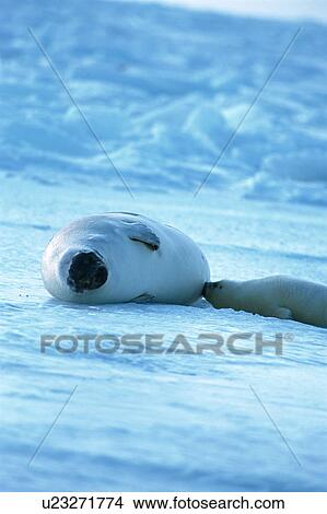 Baby seal nursing View Large Photo Image Picture - Baby seal nursing. Fotosearch