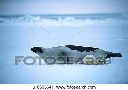 Stock Image - Baby seal nursing. Fotosearch