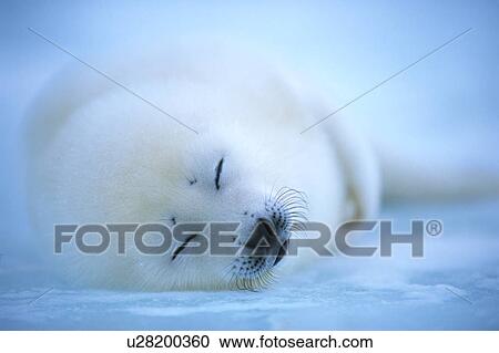 Stock Image - Baby seal sleeping on ice. Fotosearch